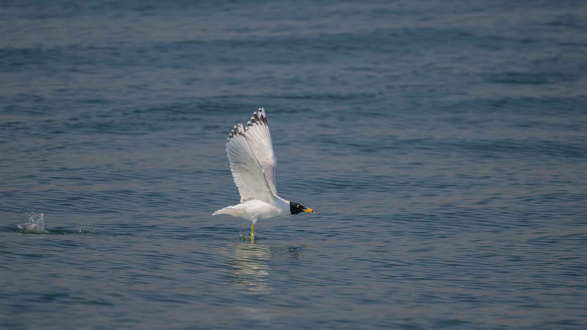 Pallas's Gull